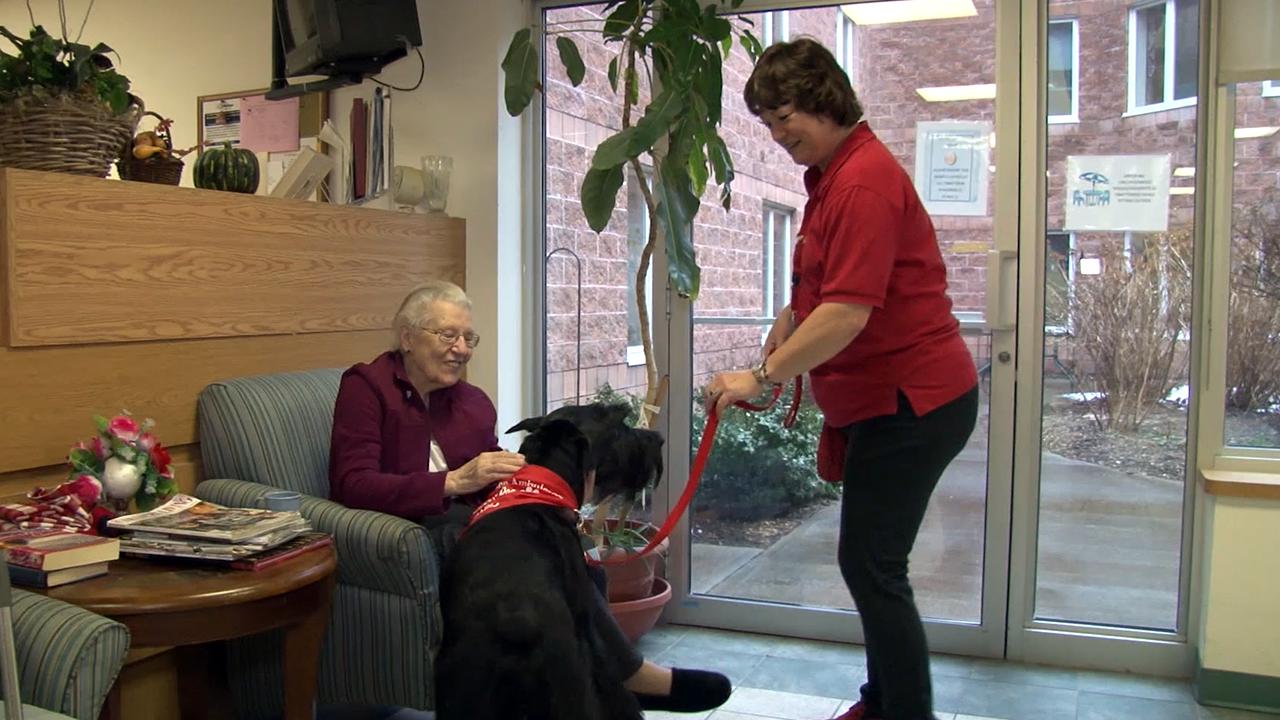 These are the trained and tested therapy dogs of St. John Ambulance