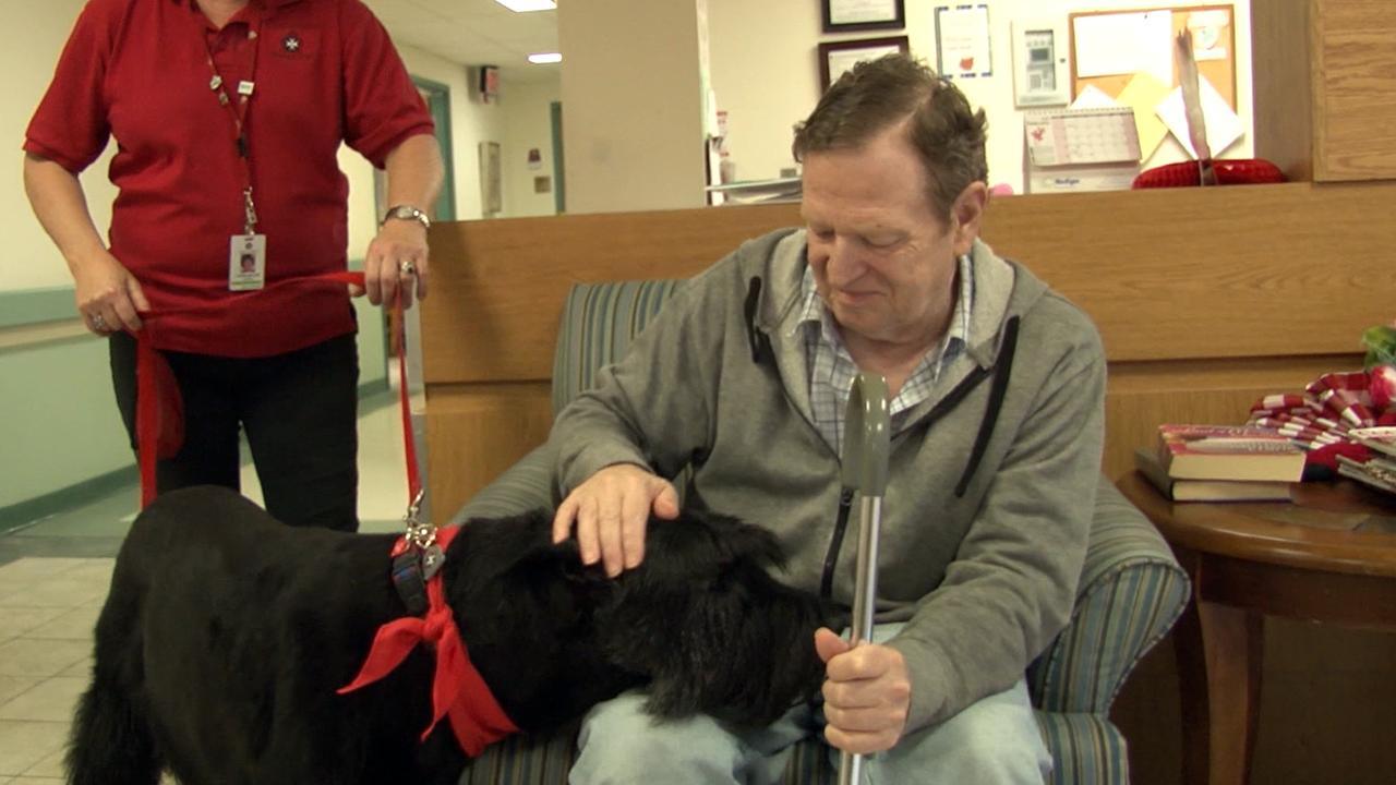 . . .  these dogs provide therapeutic services to seniors in rest homes
