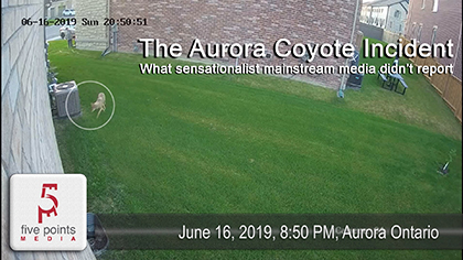 Aurora Coyote Incident 2019